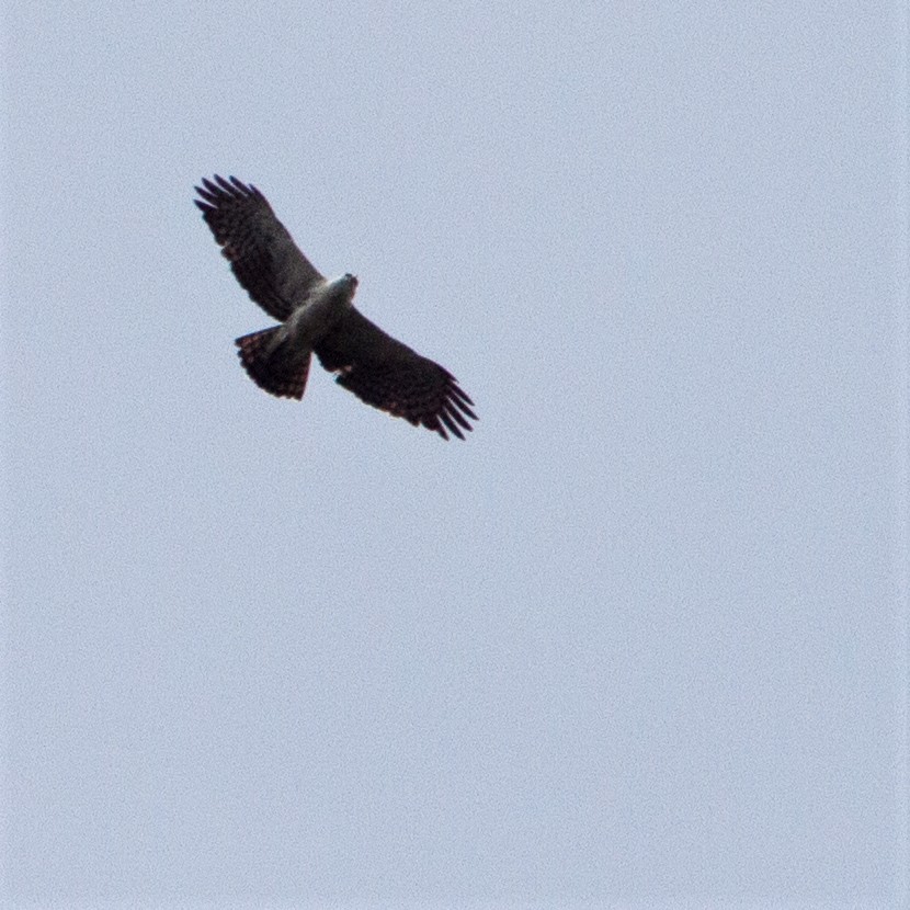 Ayres's Hawk-Eagle - Werner Suter