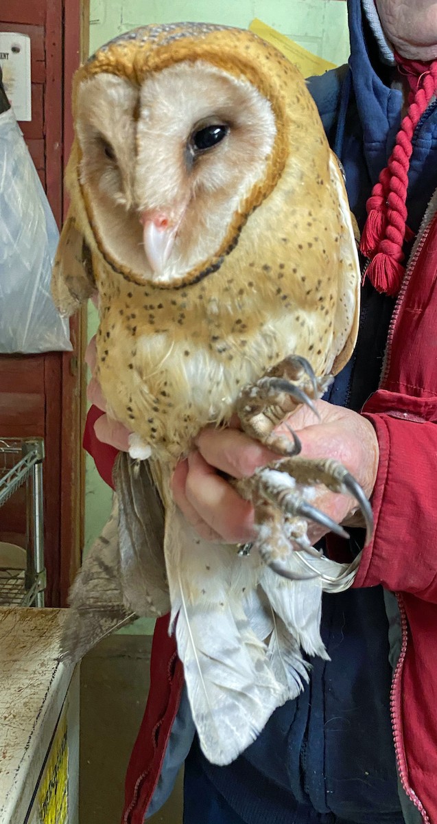 Barn Owl - Susan Ahalt