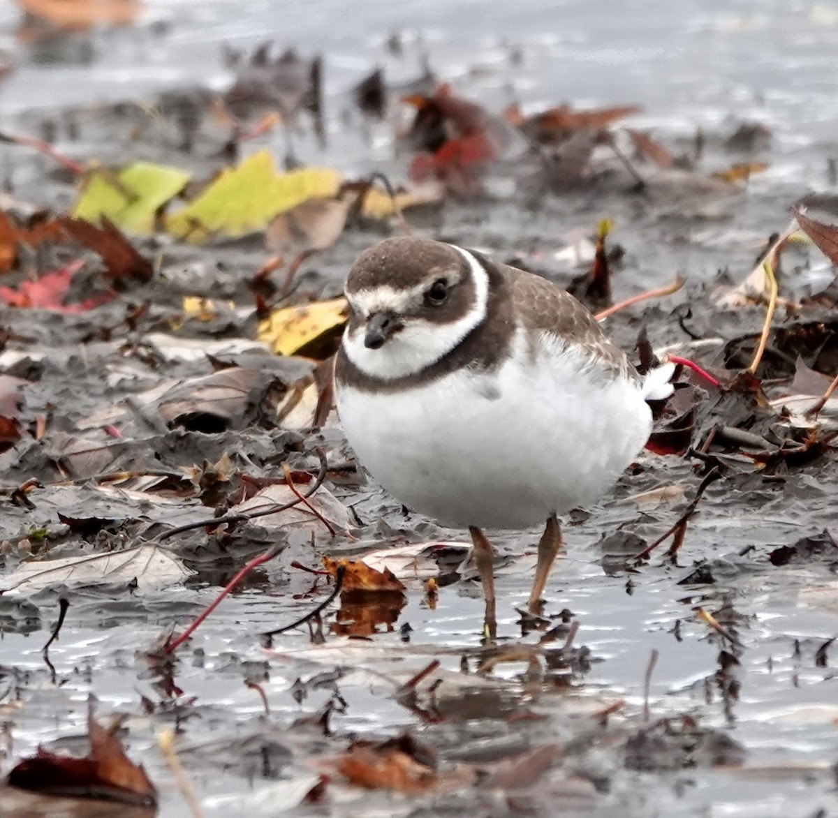 Semipalmated Plover - ML274678751