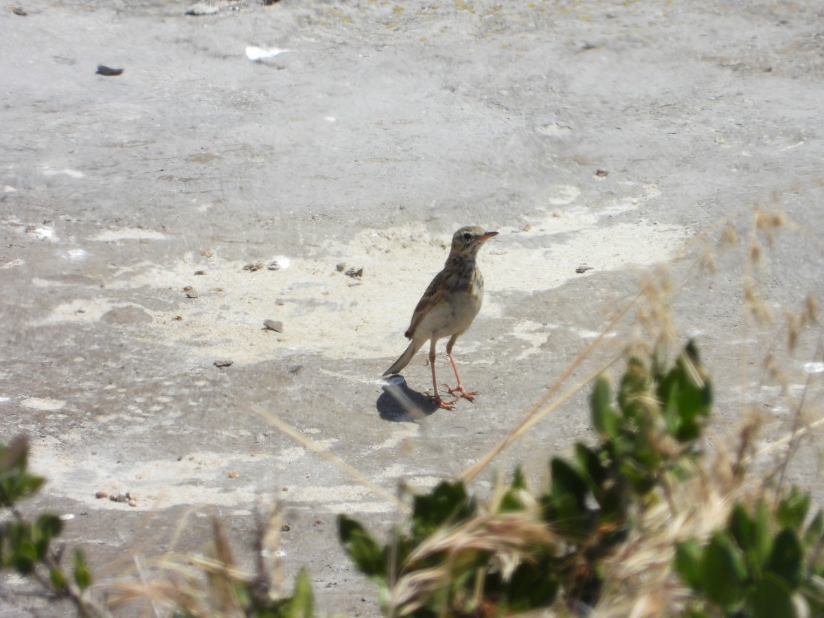 African Pipit - ML274682331