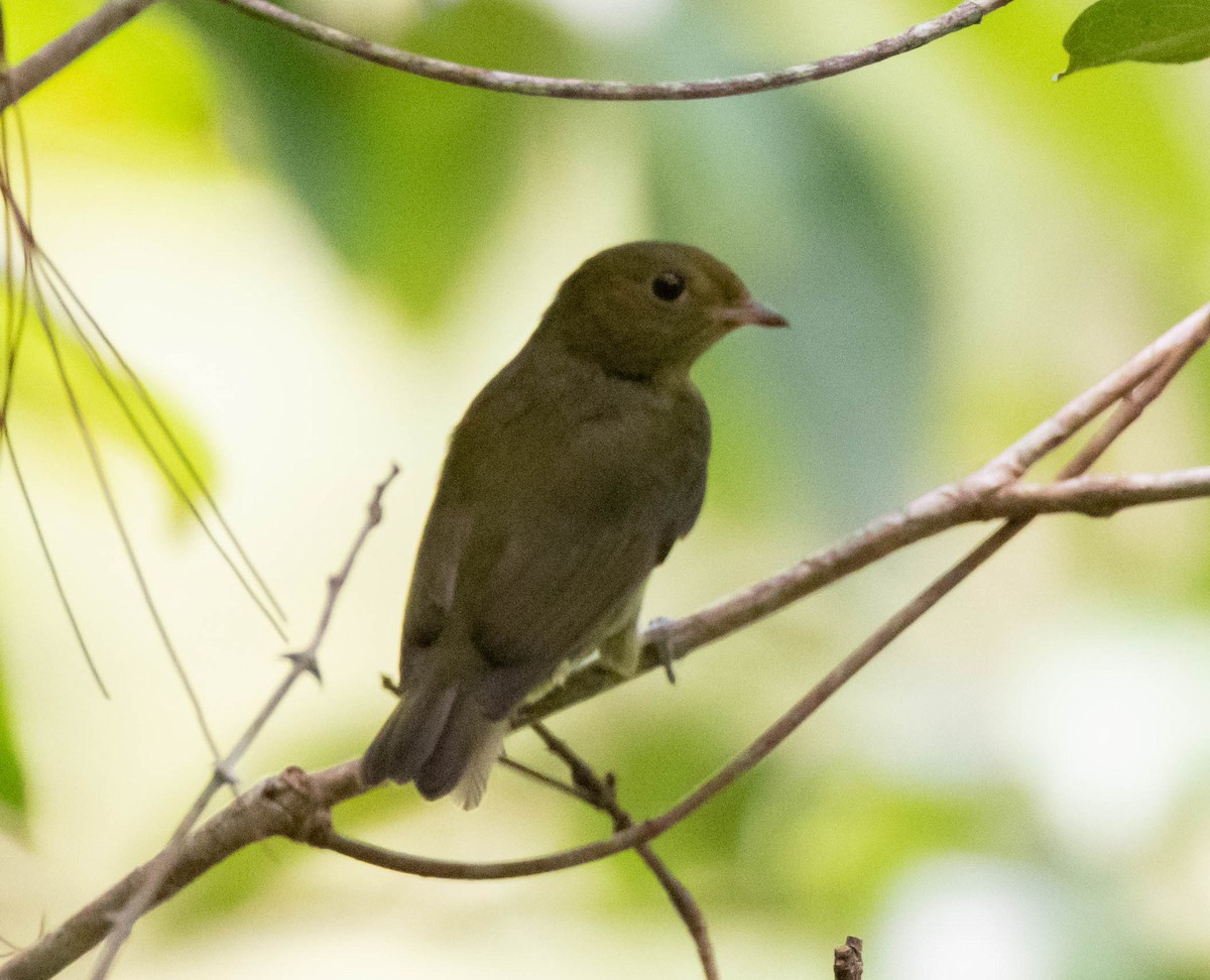 Red-capped Manakin - ML274685411