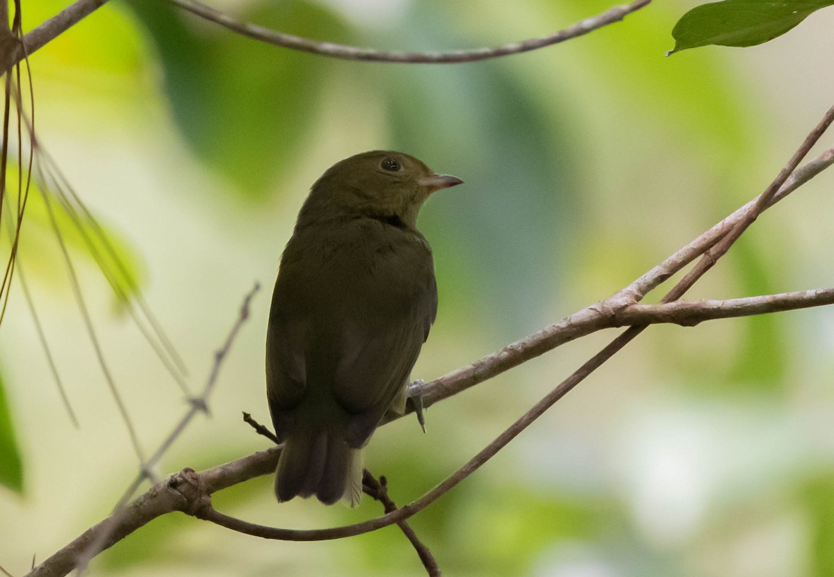 Red-capped Manakin - ML274685461