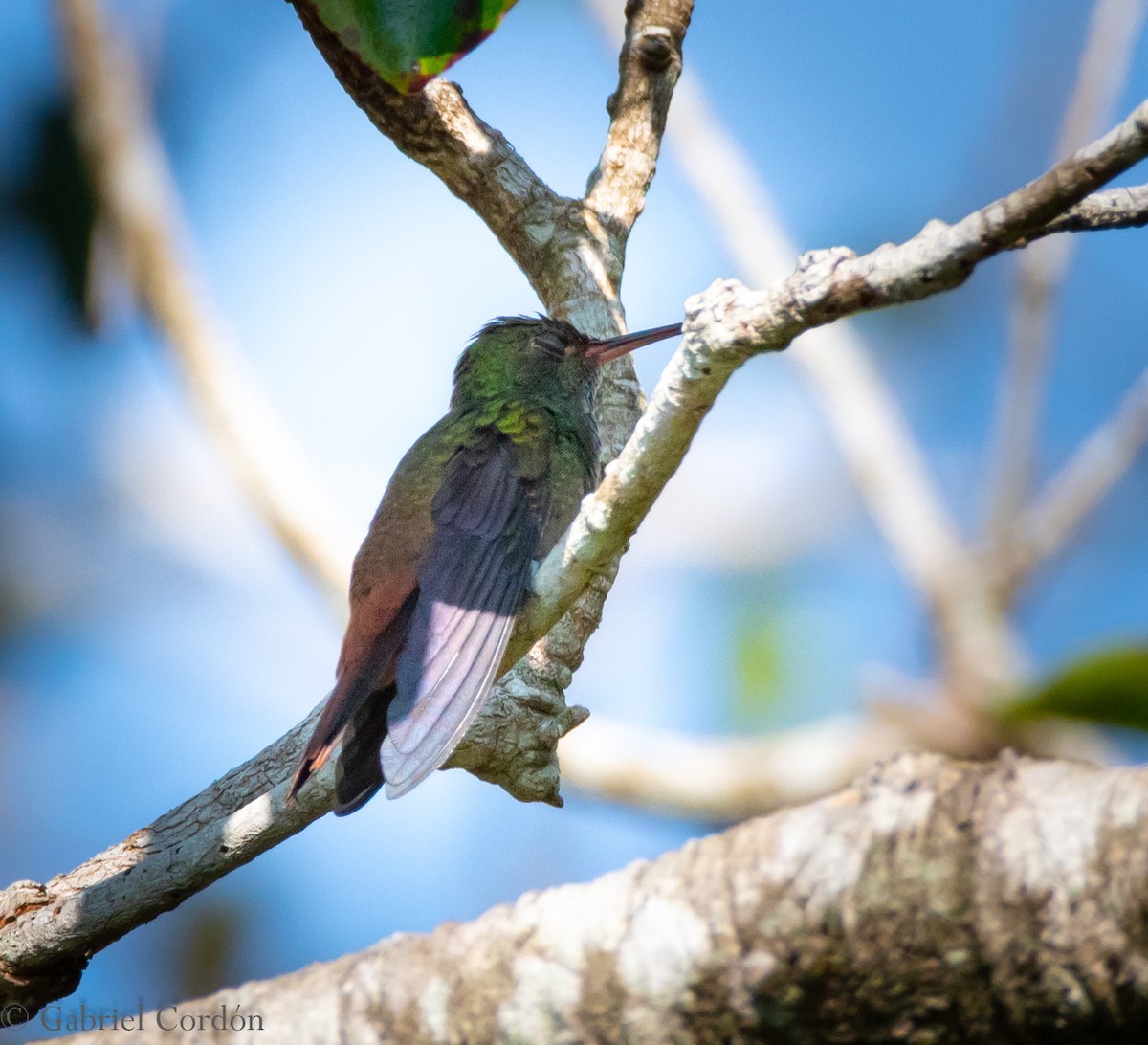 Rufous-tailed Hummingbird - ML274690321
