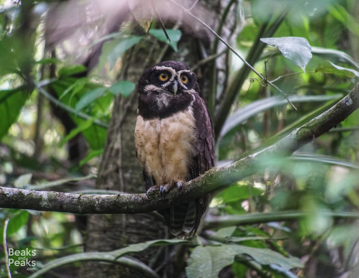 Spectacled Owl - William Orellana (Beaks and Peaks)