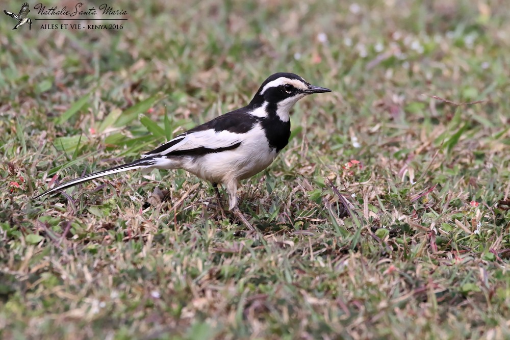 African Pied Wagtail - ML274696851
