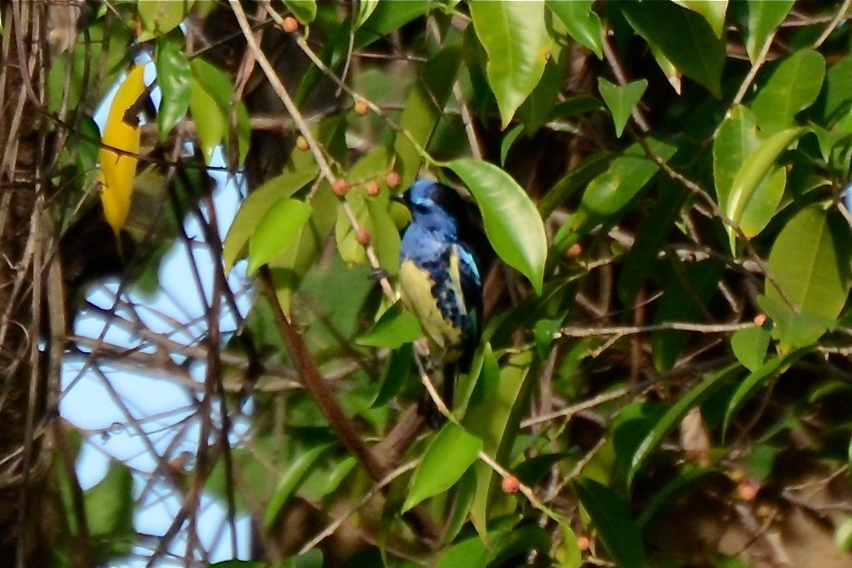 Turquoise Tanager - Marilyn Henry