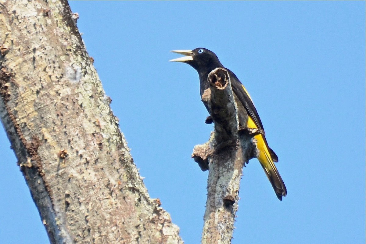 Yellow-rumped Cacique - ML274702241