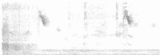 Берингийская жёлтая трясогузка - ML274703401