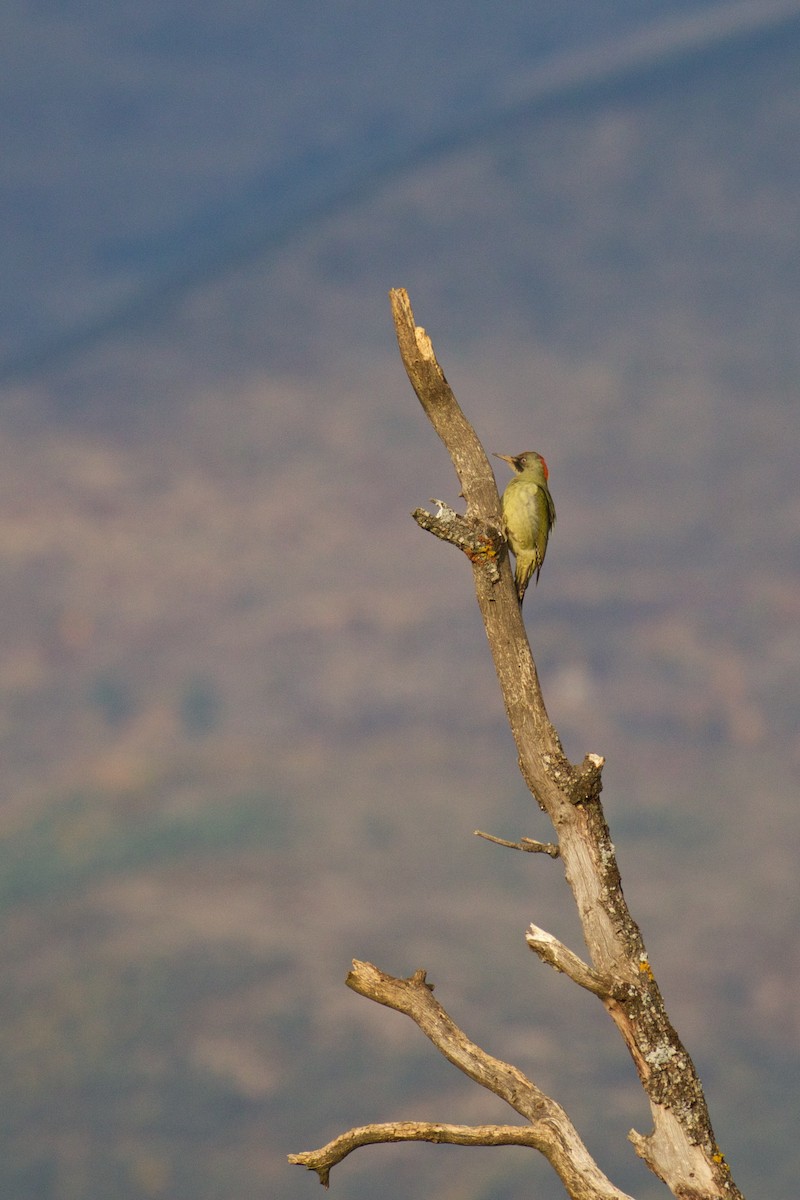 Iberian Green Woodpecker - ML274710441