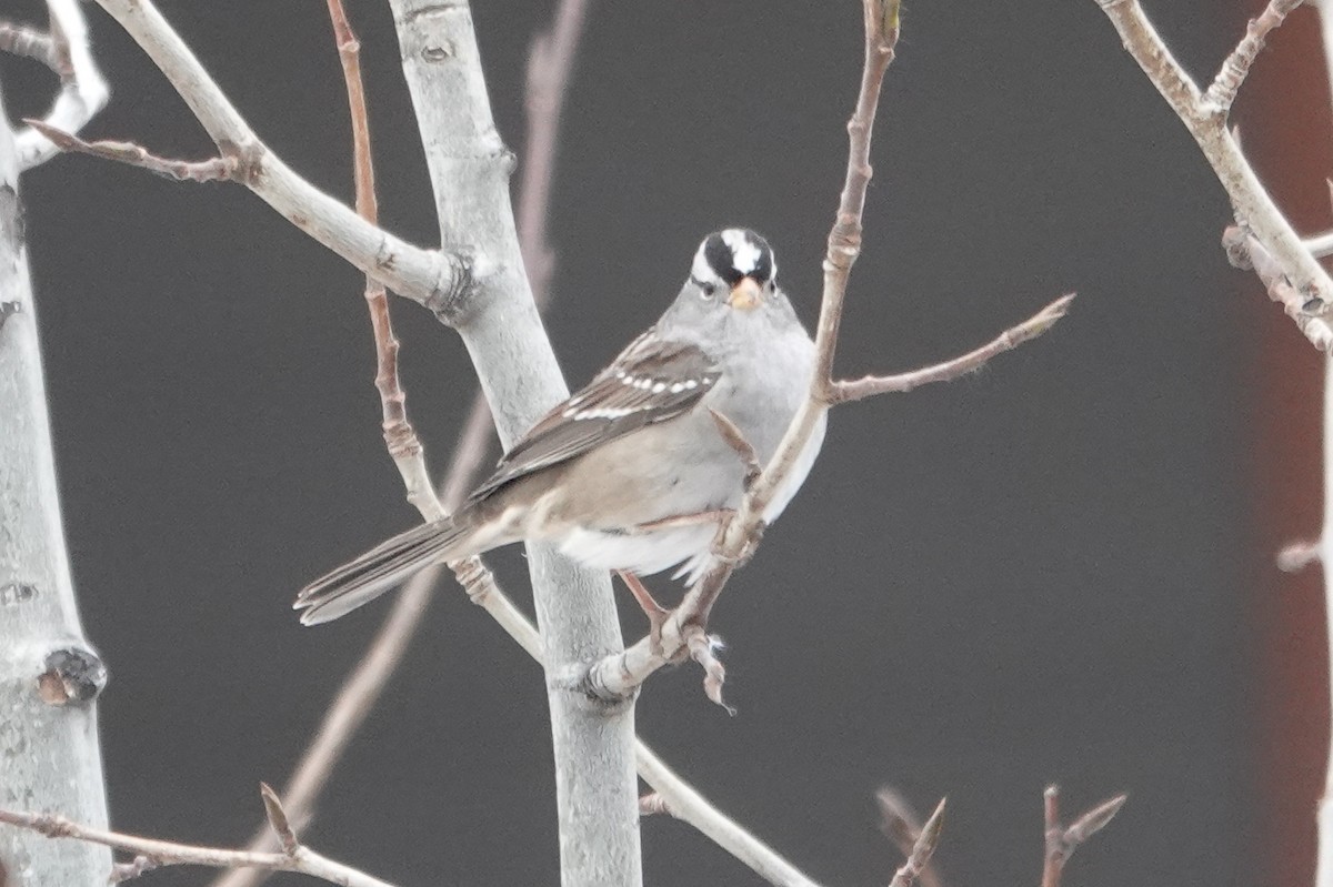 White-crowned Sparrow - ML274710521