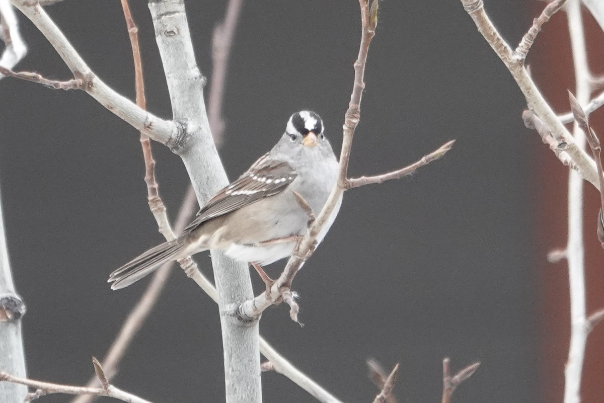 White-crowned Sparrow - ML274710531
