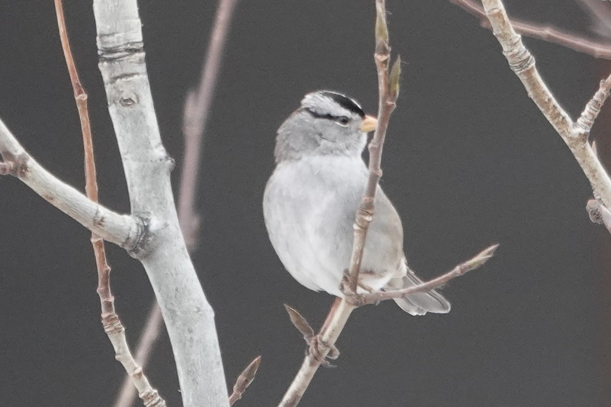 White-crowned Sparrow - ML274710541