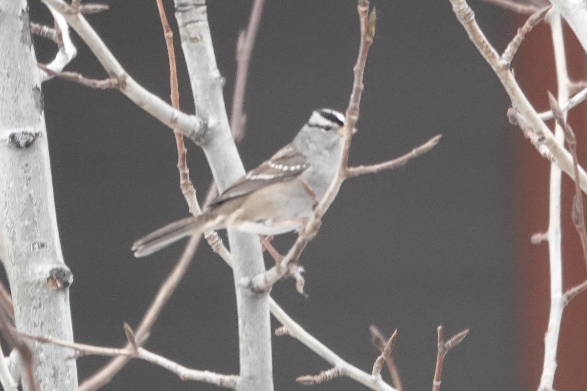 White-crowned Sparrow - ML274710551