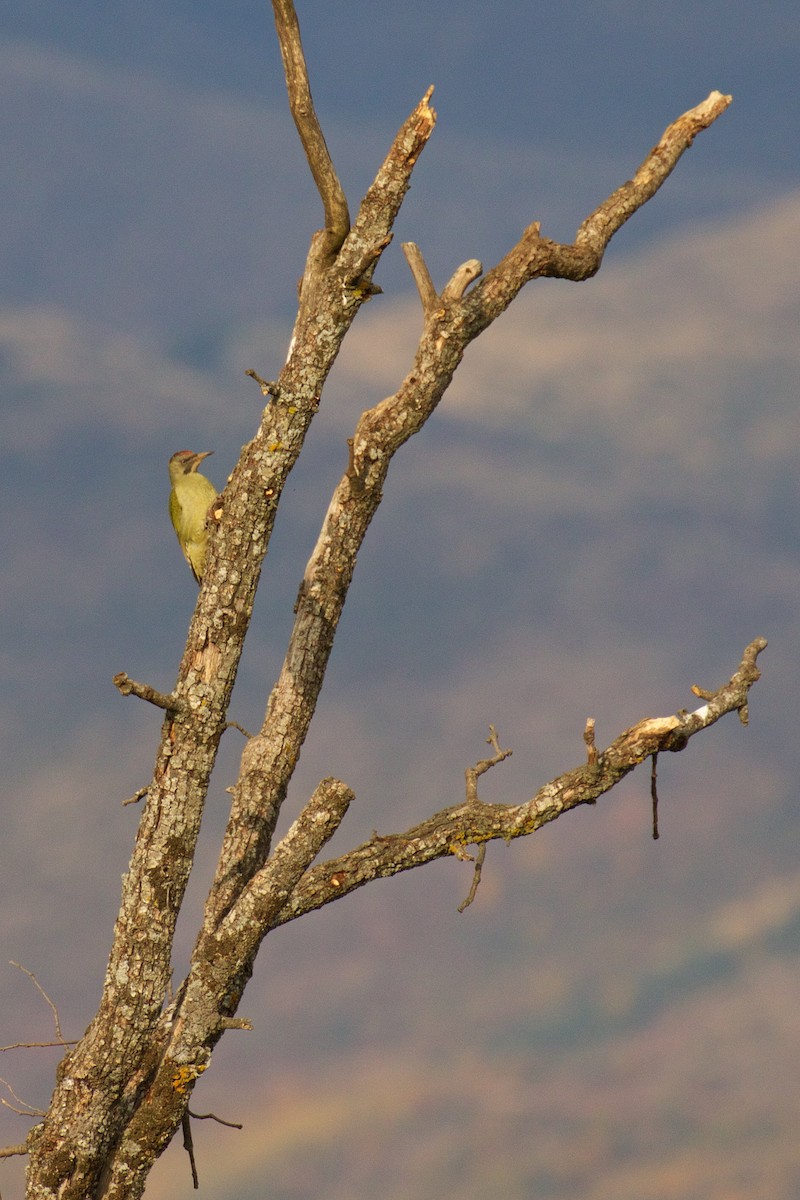 Iberian Green Woodpecker - ML274710581