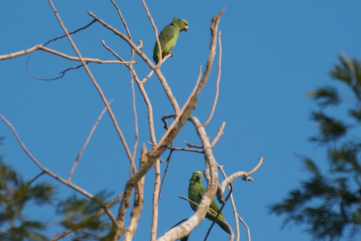 Yellow-crowned Parrot - ML274710701