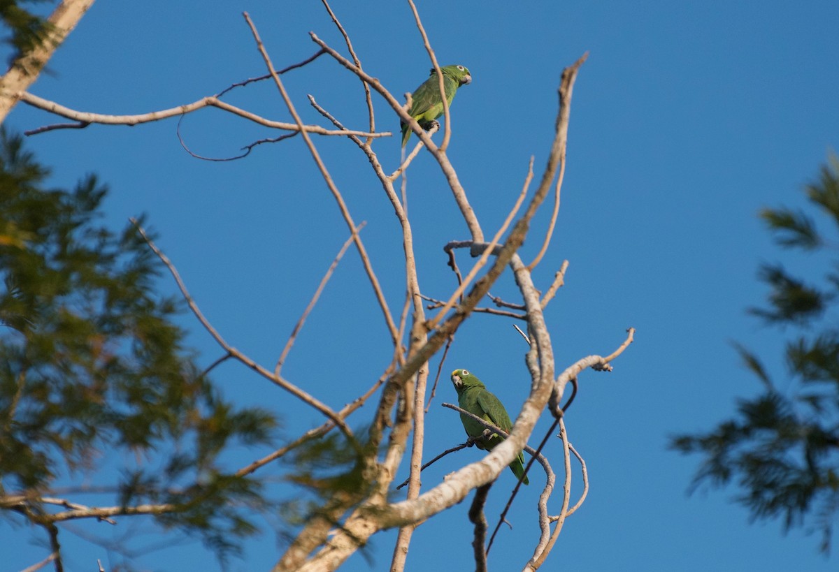 Yellow-crowned Parrot - ML274710721