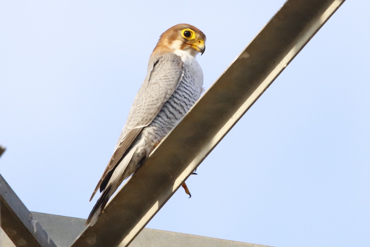 Red-necked Falcon - ML274715721