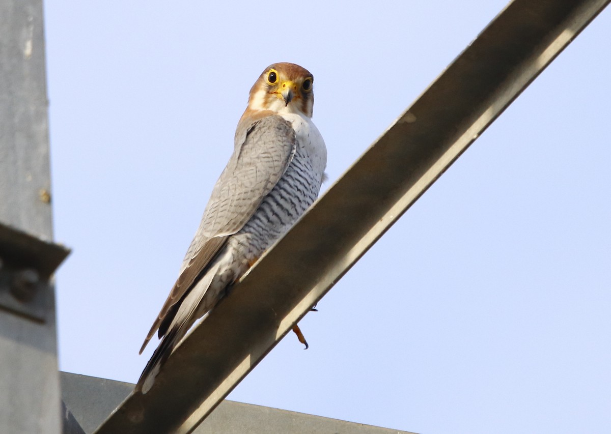 Red-necked Falcon - ML274715741