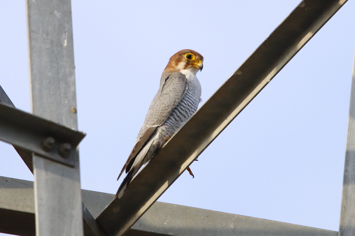 Red-necked Falcon - ML274715761
