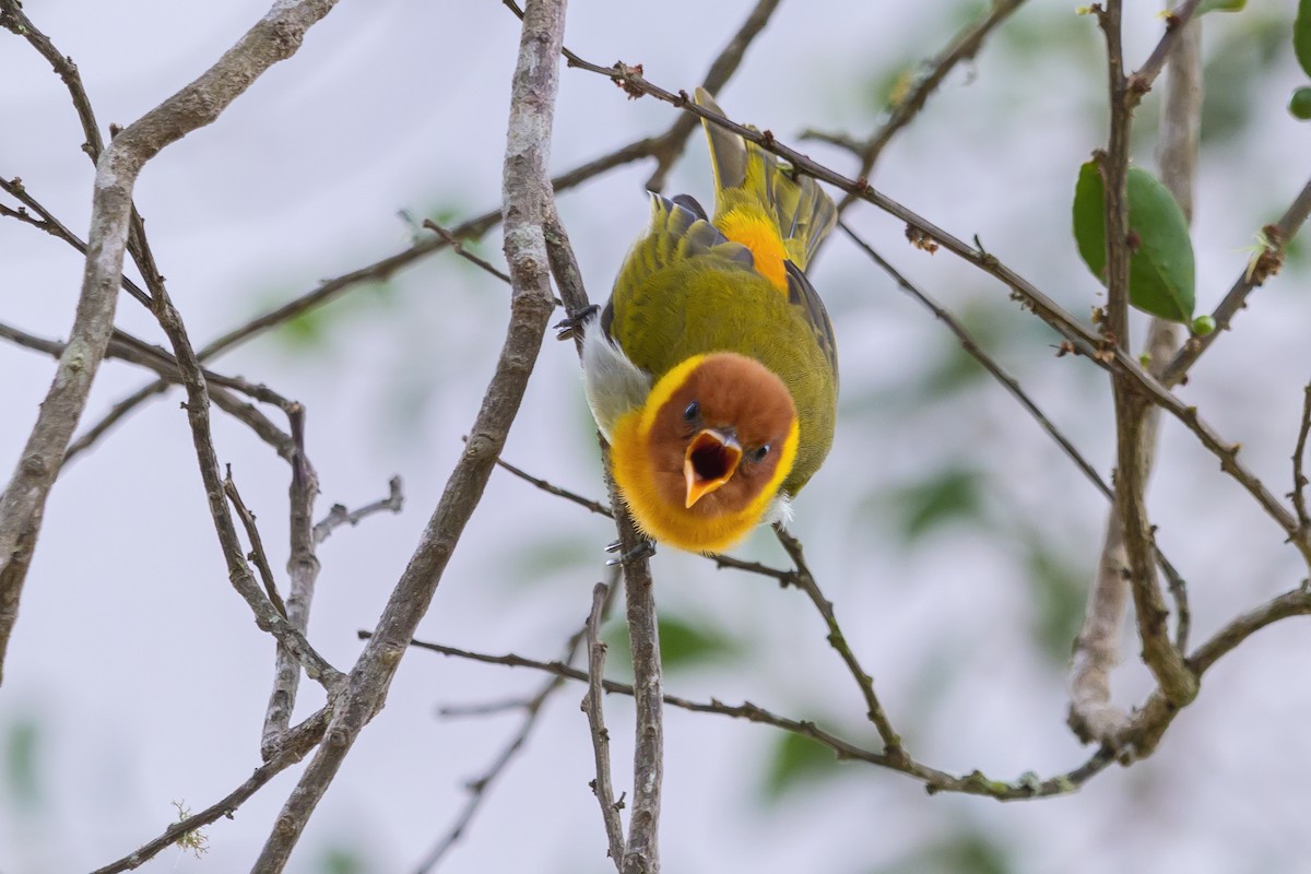 Rufous-headed Tanager - ML274718281
