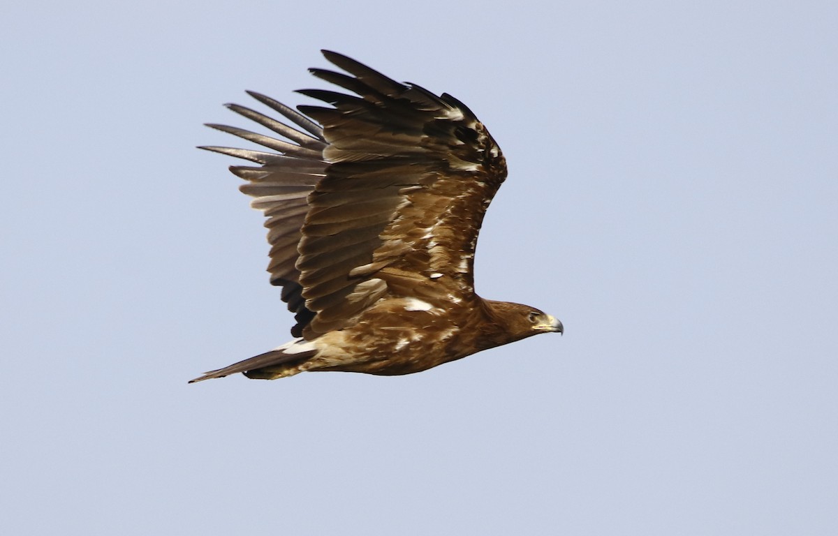 Greater Spotted Eagle - Bhaarat Vyas