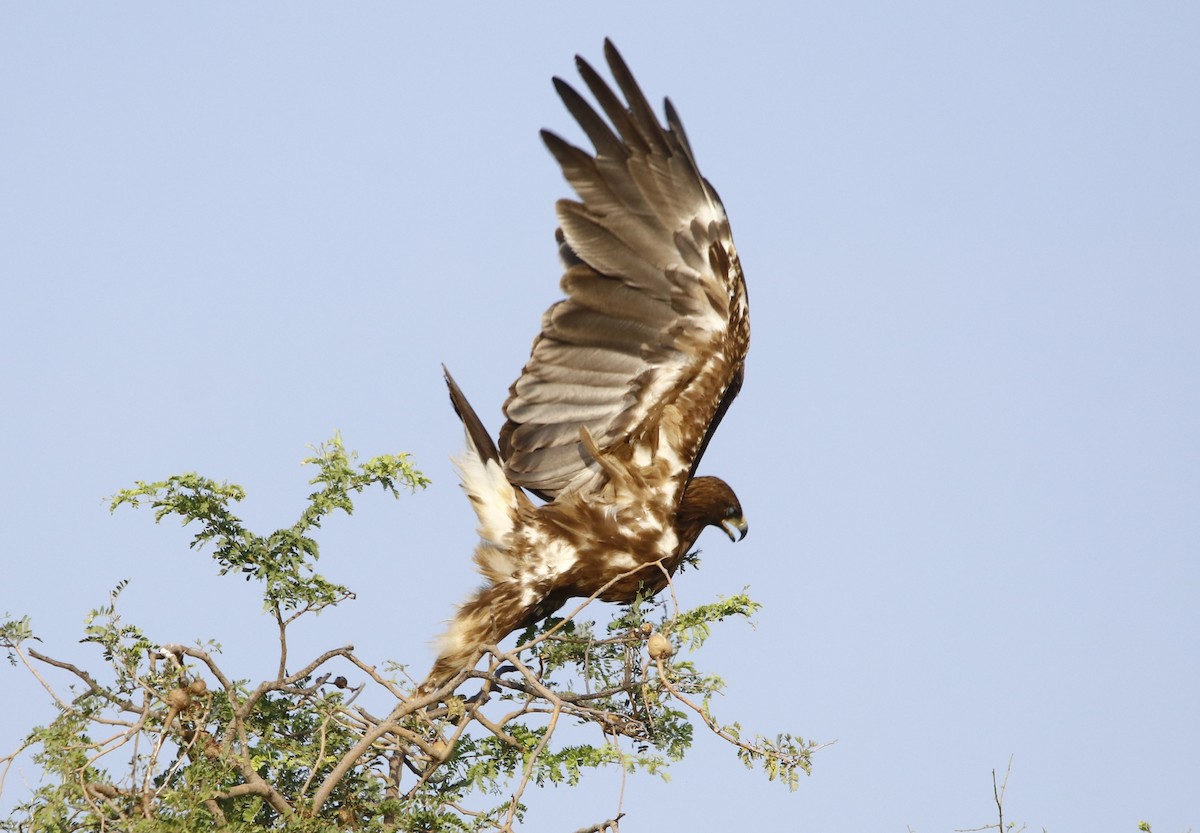 Greater Spotted Eagle - ML274719591