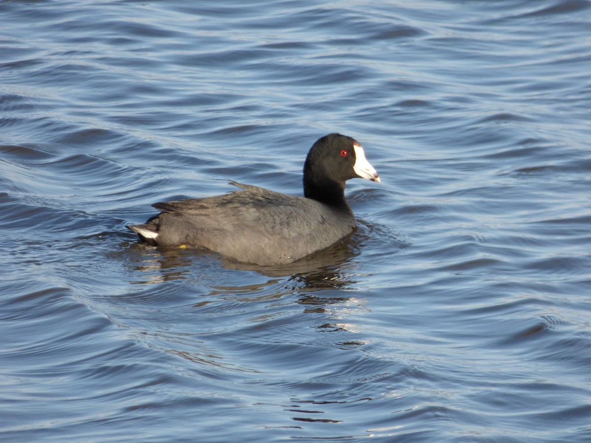 American Coot (Red-shielded) - ML27472101