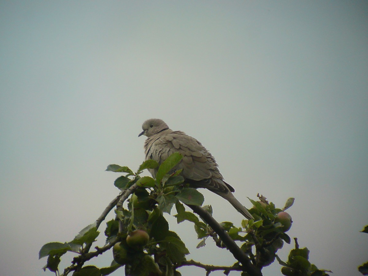Eurasian Collared-Dove - ML274726221