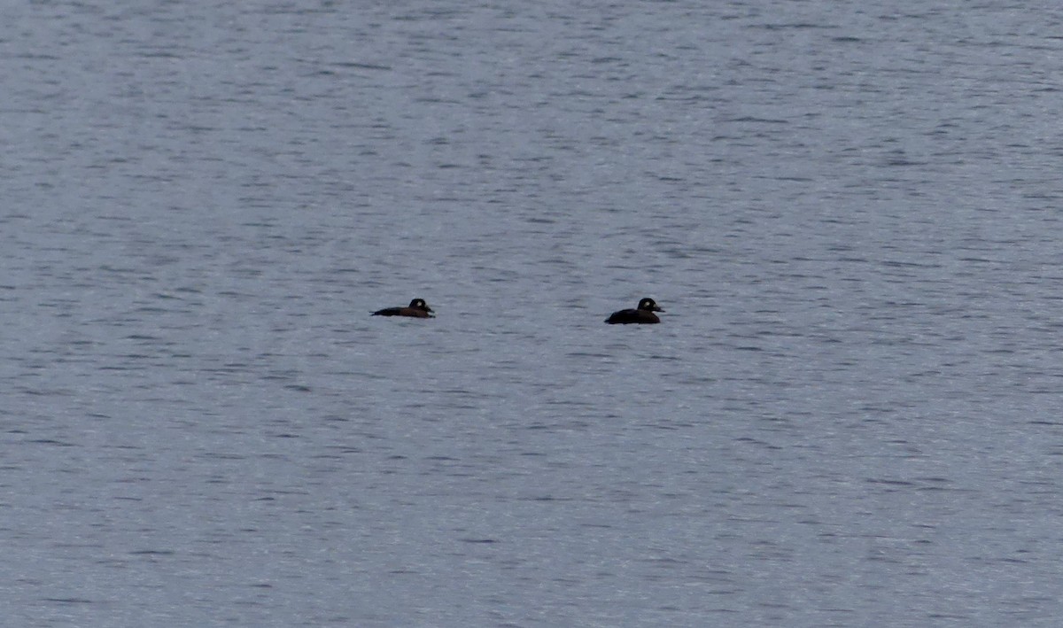 eBird Checklist - 25 Oct 2020 - Bruce Peninsula National Park, Northern ...