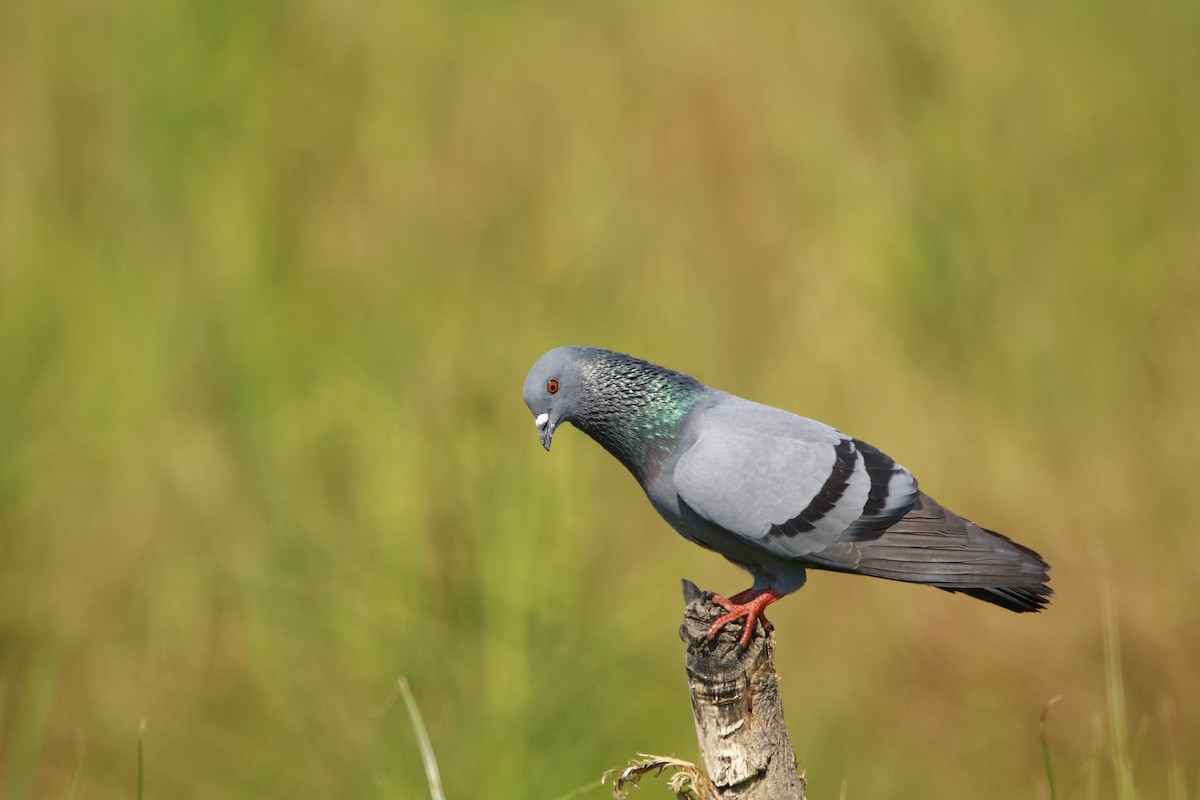 Rock Pigeon (Feral Pigeon) - Bhaarat Vyas