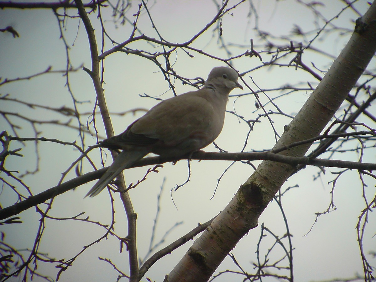 Eurasian Collared-Dove - ML274727271