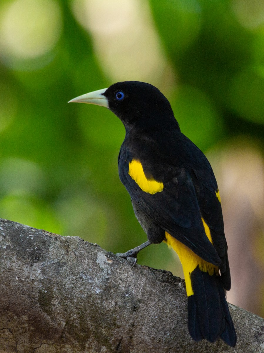 Yellow-rumped Cacique - ML274728131