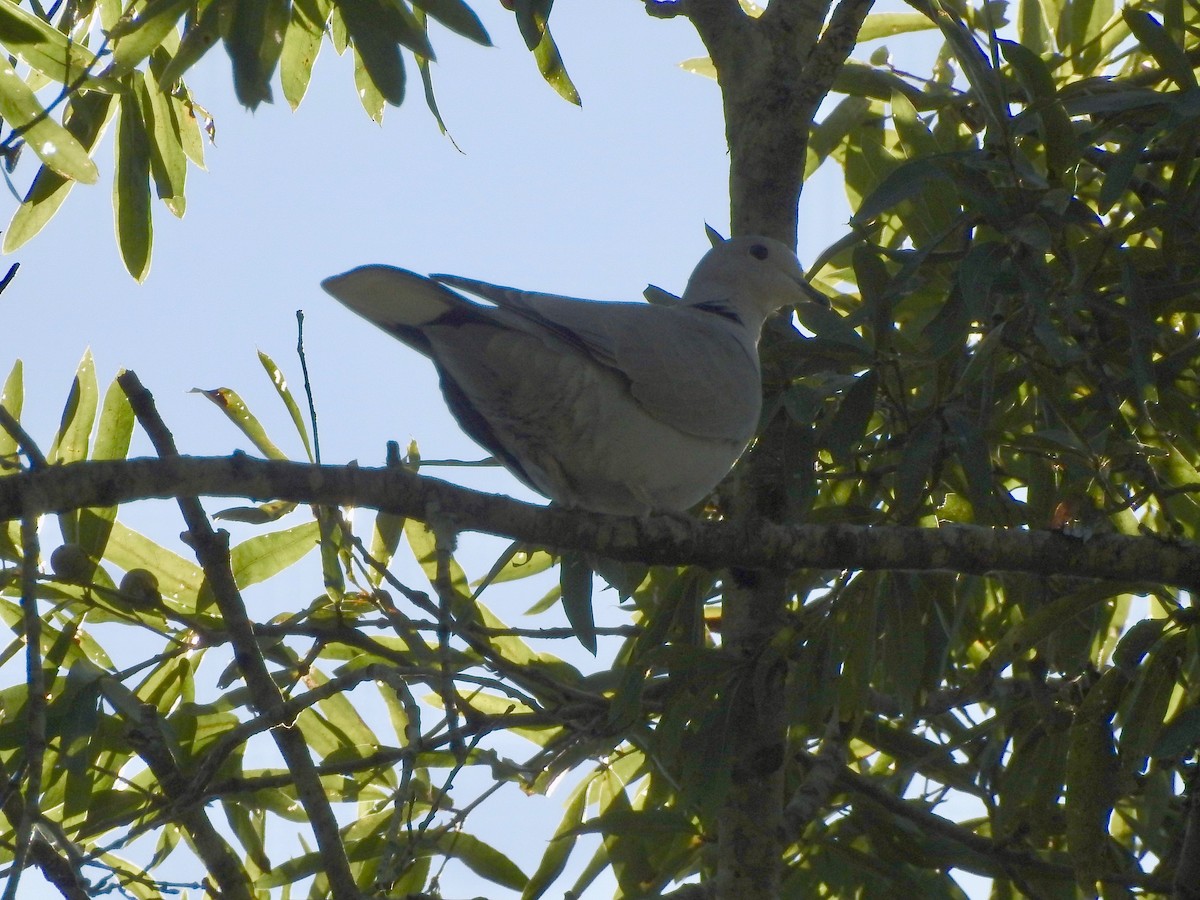Eurasian Collared-Dove - P Chappell