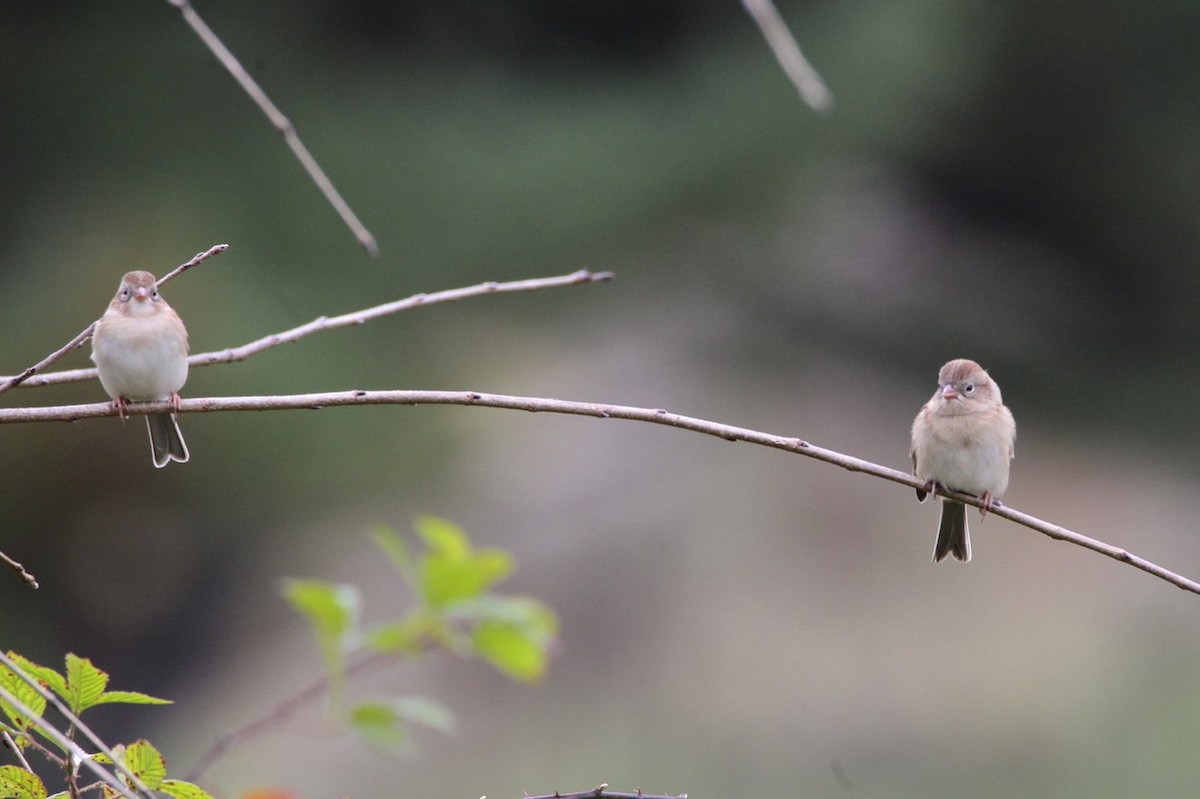 Field Sparrow - Vickie Baily