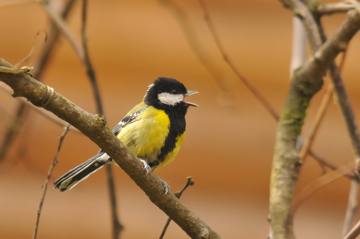Green-backed Tit - Augusto Faustino