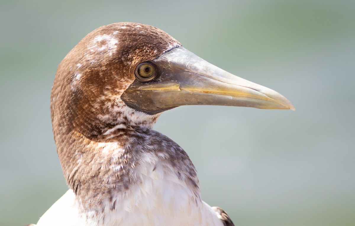 Masked Booby - ML274734851