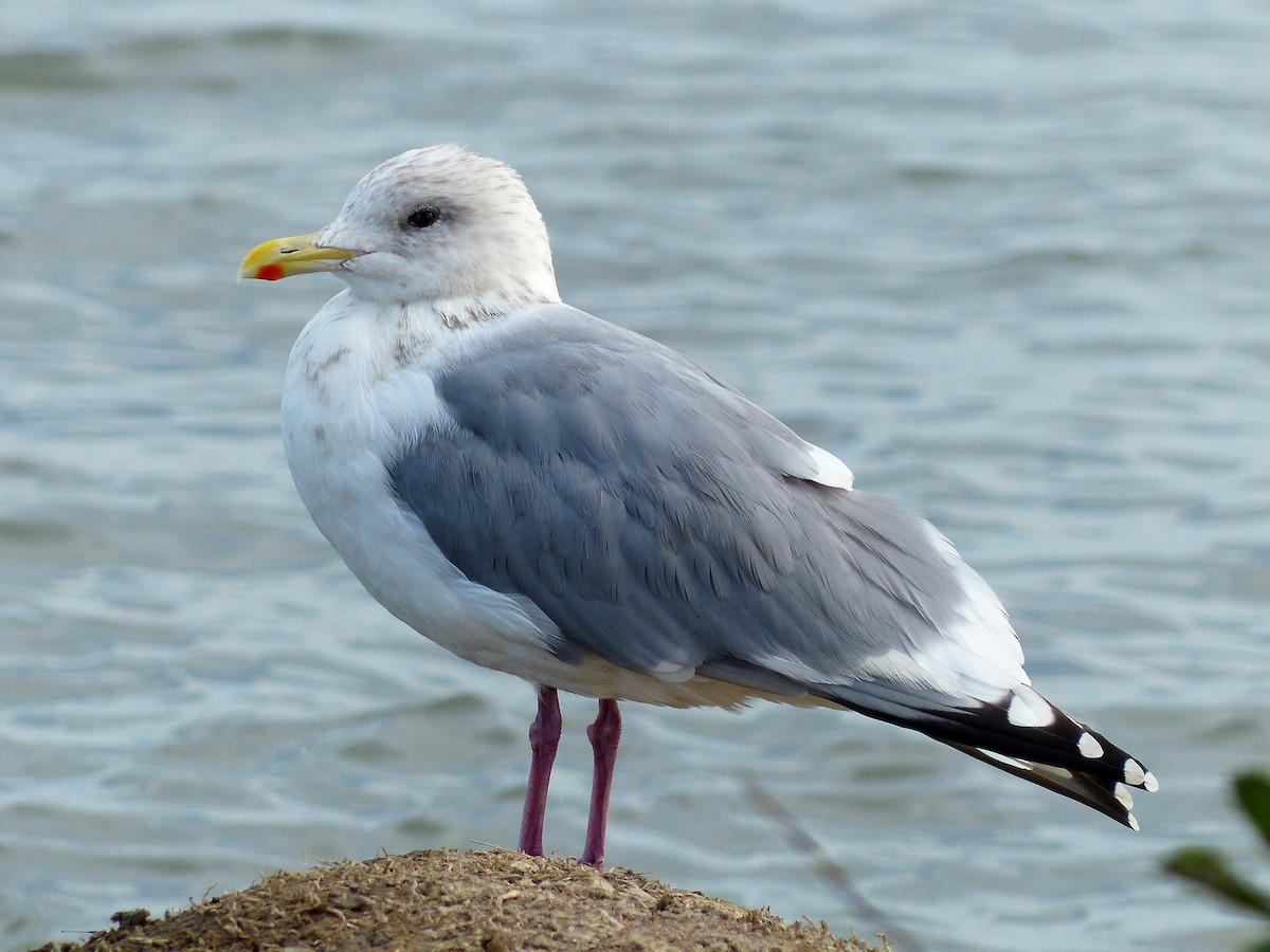 Iceland Gull (Thayer's) - Gena Zolotar