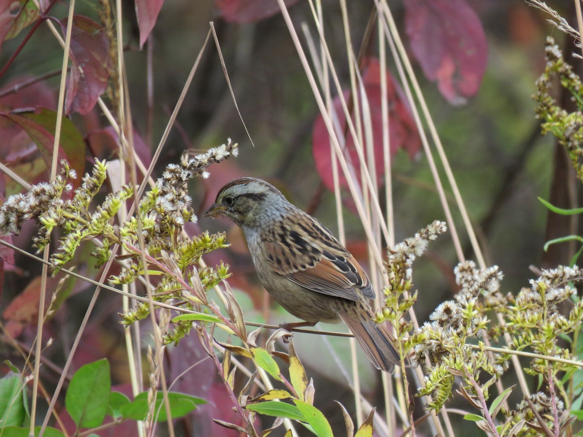 Swamp Sparrow - Tom and Margaret