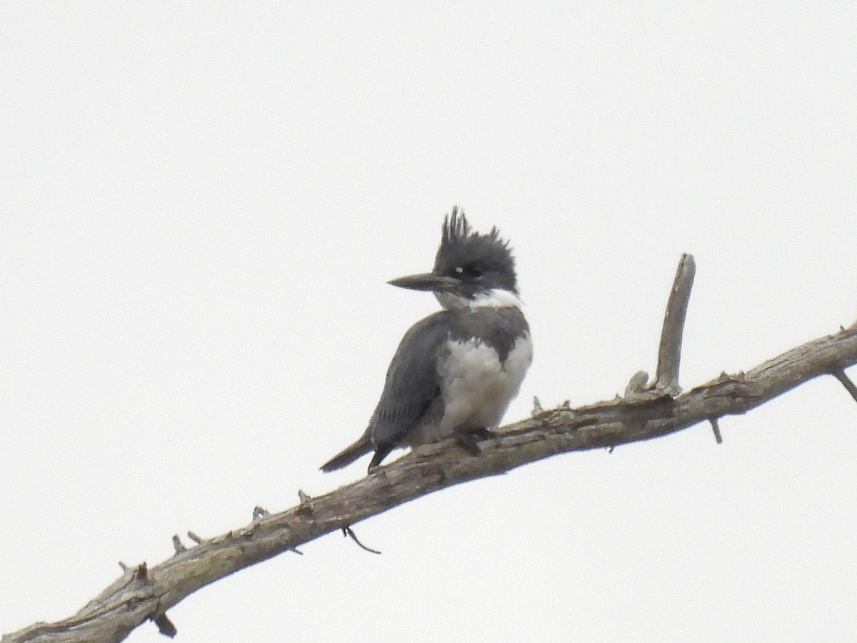 Belted Kingfisher - ML274739861