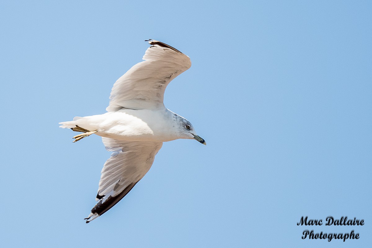 Ring-billed Gull - Marc Dallaire