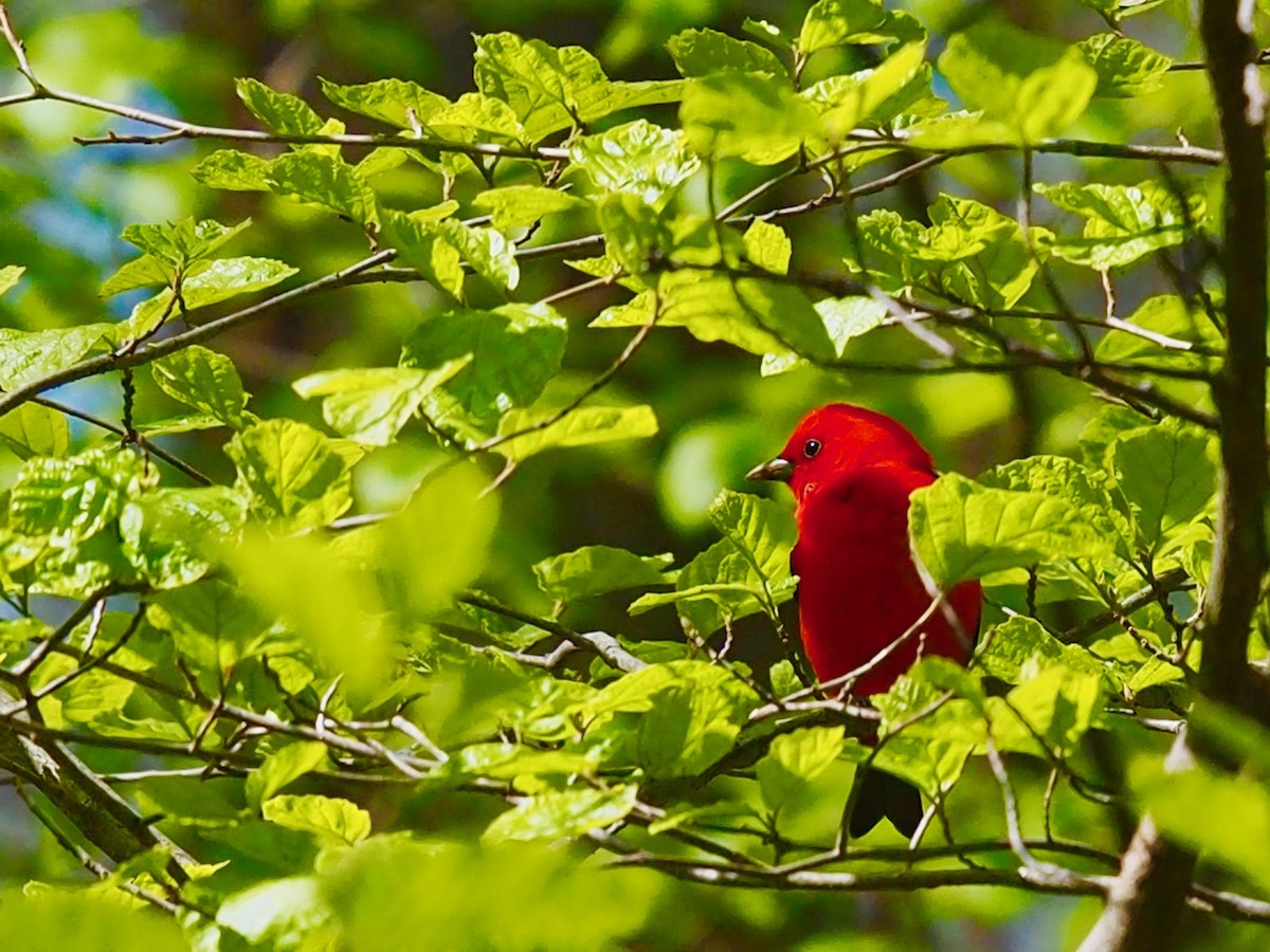 Scarlet Tanager - ML274748751