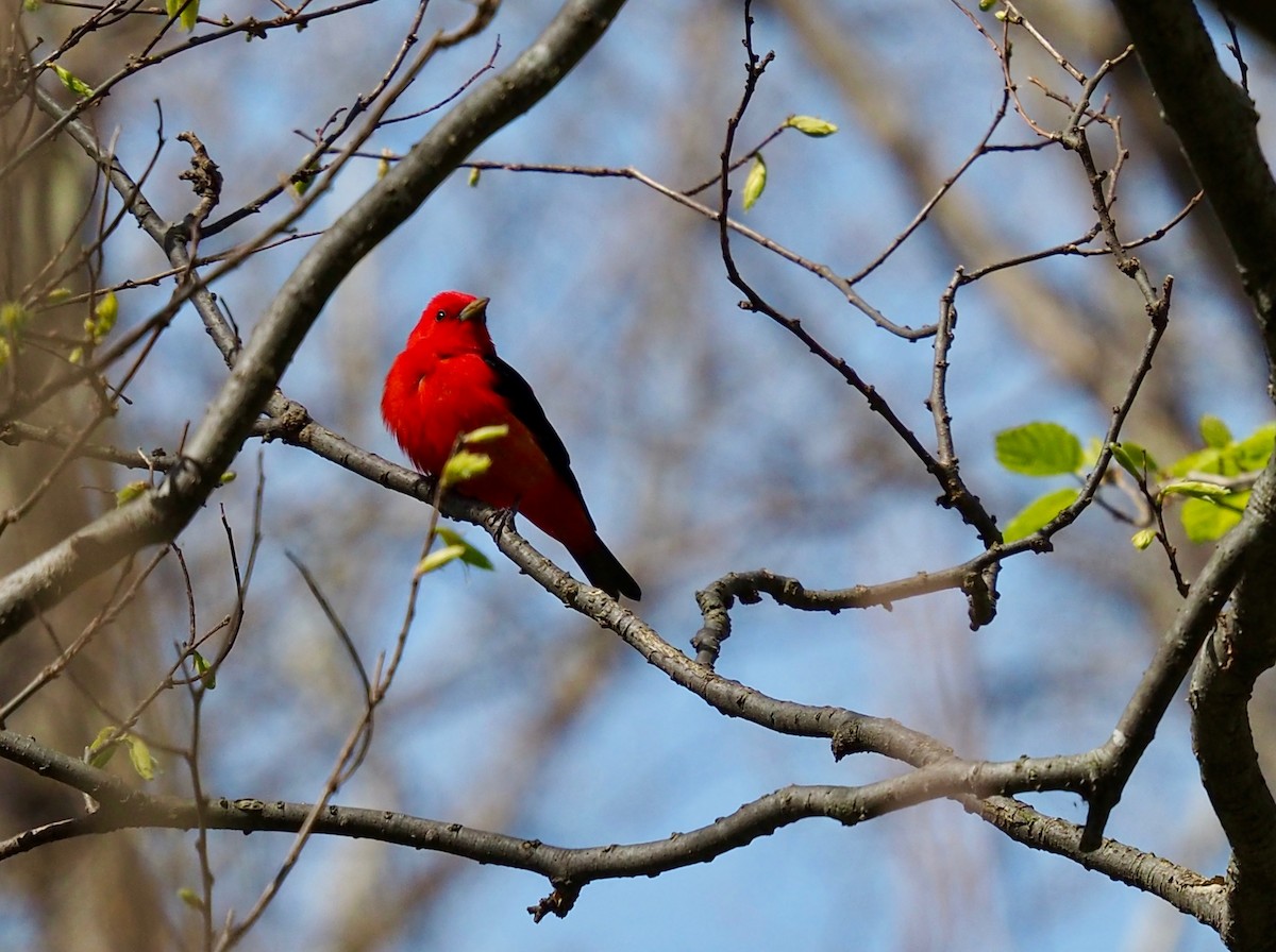 Scarlet Tanager - ML274748801