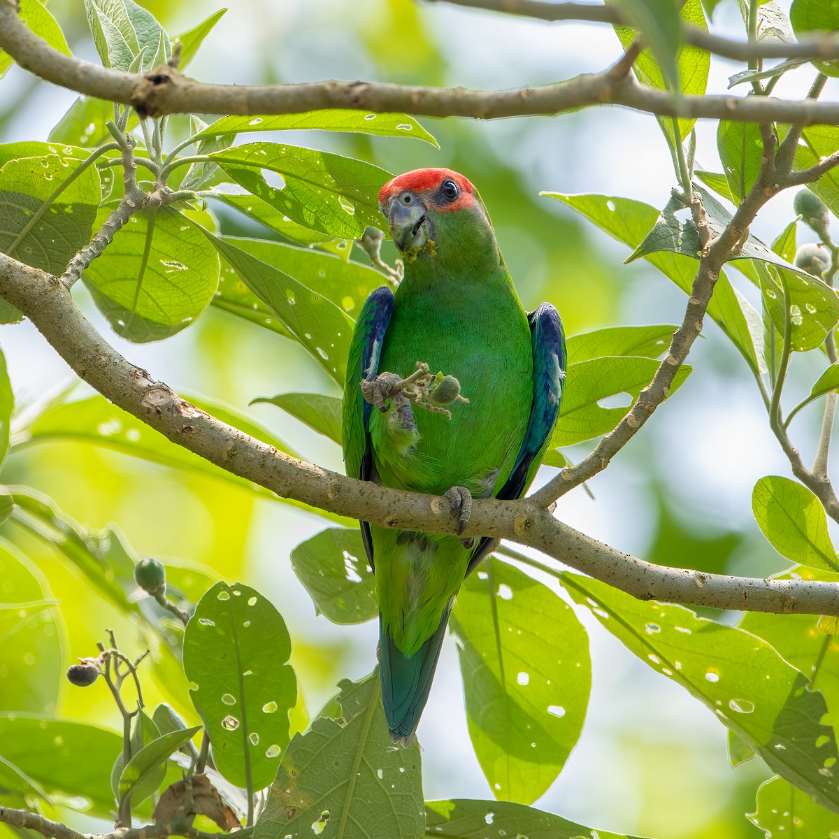 Pileated Parrot - ML274749311