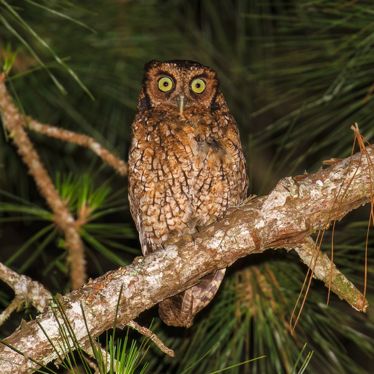 Long-tufted Screech-Owl - ML274750391