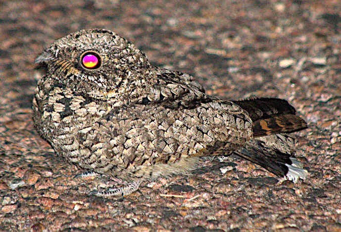 Common Poorwill - Steve and Sue Whitmer