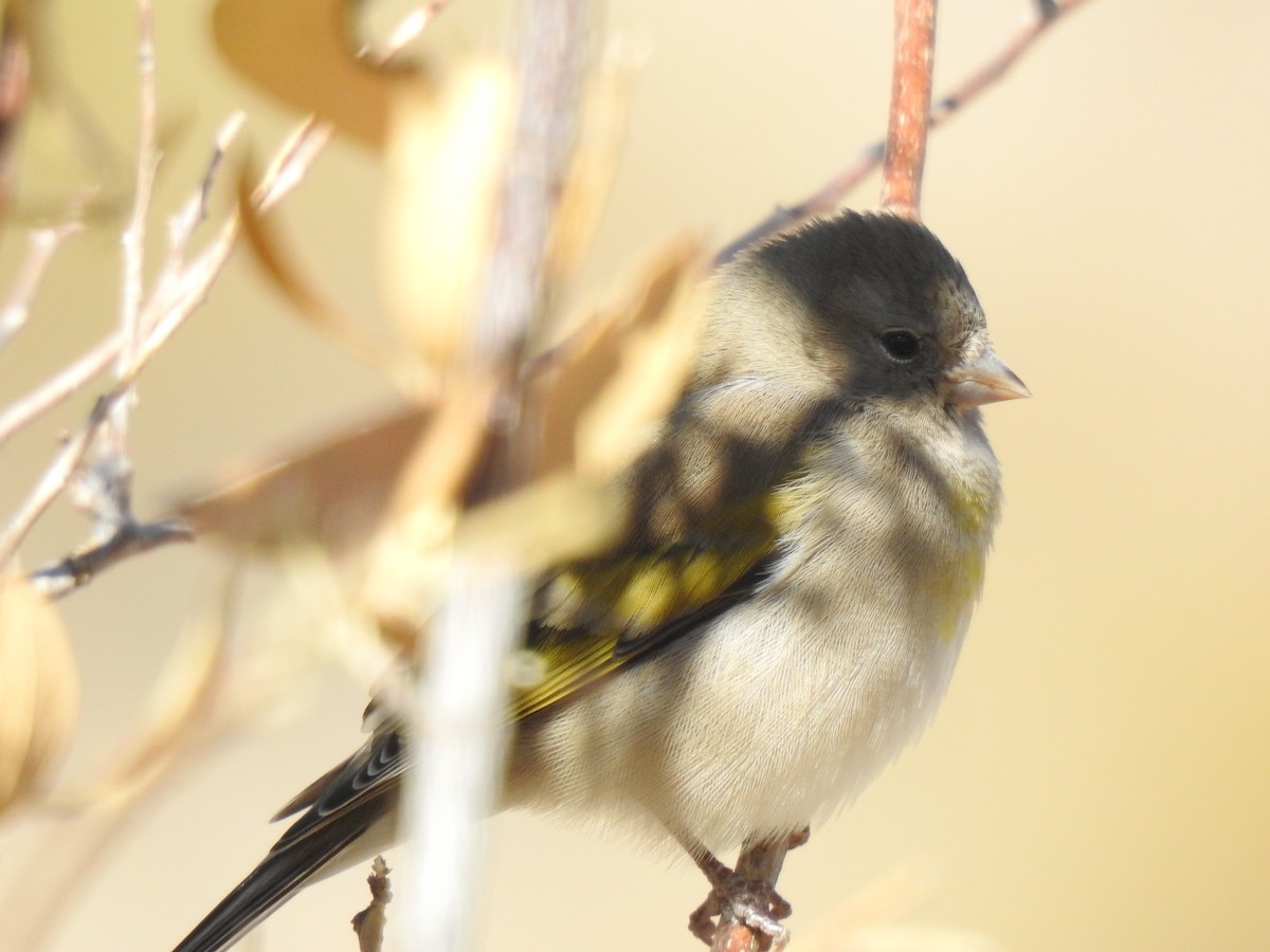 Lawrence's Goldfinch - ML274762641