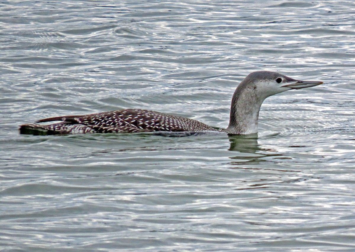Red-throated Loon - Shilo McDonald