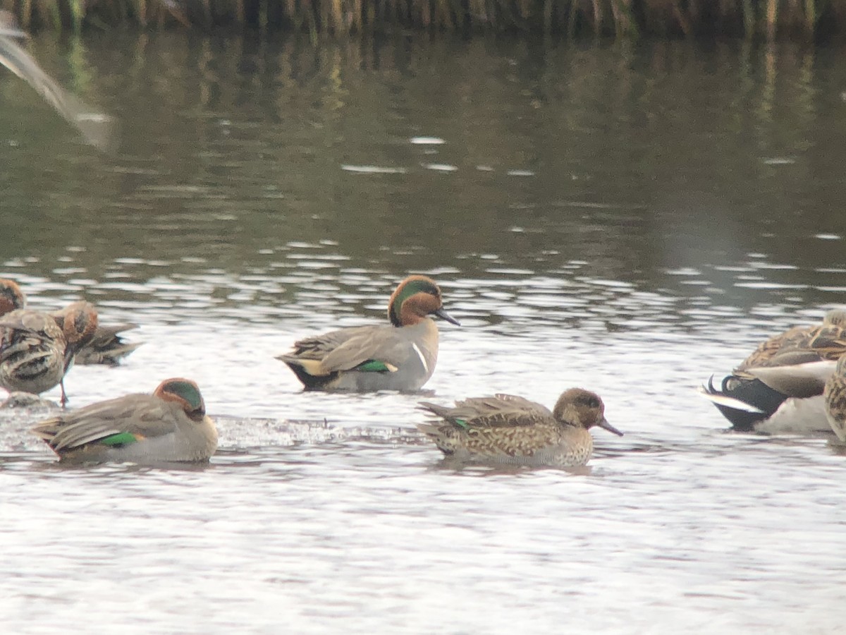 Green-winged Teal (American) - David Campbell