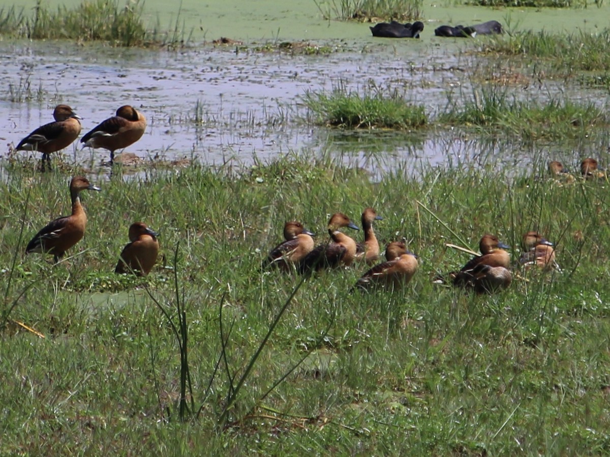 Fulvous Whistling-Duck - ML274787991