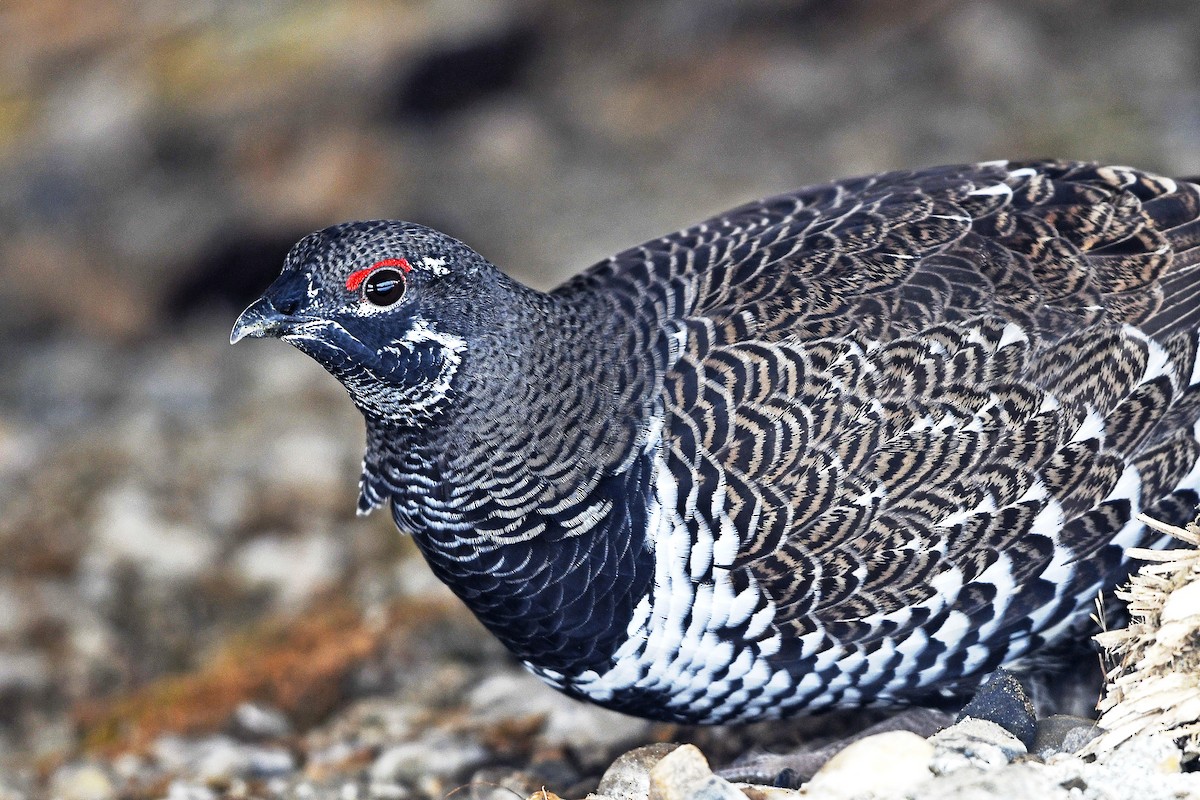 Spruce Grouse - Chris Rees
